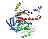 NUAK Family SNF1 Like Kinase 2 (NUAK2)