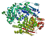 Nardilysin (NRD1)