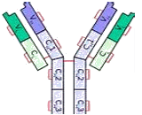 Natalizumab (NTZ)