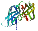 Natural Cytotoxicity Triggering Receptor 1 (NCR1)