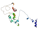 Nedd4 Family Interacting Protein 1 (NDFIP1)