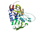 Nephronectin (NPNT)