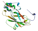 Neural Proliferation Differentiation And Control Protein 1 (NPDC1)