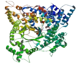 Neuroblastoma Breakpoint Family, Member 1 (NBPF1)