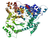 Neuroblastoma Breakpoint Family, Member 14 (NBPF14)