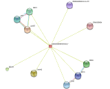 Neuroblastoma Breakpoint Family, Member 16 (NBPF16)