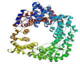 Neuroblastoma Breakpoint Family, Member 24 (NBPF24)