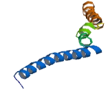 Neuroblastoma Breakpoint Family, Member 8 (NBPF8)