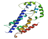 Neuroepithelial Cell Transforming Gene 1 (NET1)