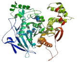 Neuroligin 4, X-Linked (NLGN4X)