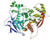 Neuroligin 4, Y-Linked (NLGN4Y)