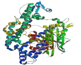 Neurolysin (NLN)