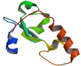 Neudesin Neurotrophic Factor (NENF)