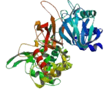 Neuropathy Target Esterase (NTE)