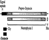 Neurophysin I (NP1)