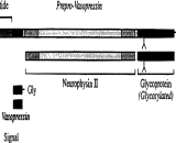 Neurophysin II (NP2)