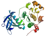 Neurotrophic Tyrosine Kinase Receptor Type 1 (NTRK1)