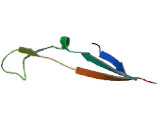 Neutral And Basic Amino Acid Transport Protein (NBAT)