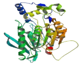 Neutral Cholesterol Ester Hydrolase 1 (NCEH1)