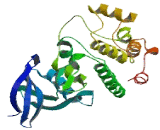 Never In Mitosis Gene A Related Kinase 5 (NEK5)