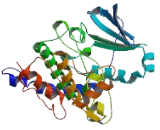 Never In Mitosis Gene A Related Kinase 6 (NEK6)