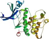 Never In Mitosis Gene A Related Kinase 9 (NEK9)