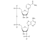 Nicotinamide Adenine Dinucleotide Phosphate (NADP)