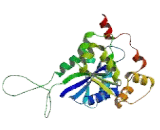 Nicotinamide Nucleotide Adenylyltransferase 1 (NMNAT1)