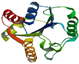 Nicotinamide Riboside Kinase 1 (NRK1)