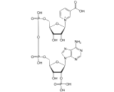Nicotinic Acid Adenine Dinucleotide Phosphate (NAADP)