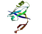 Nitric Oxide Synthase 1, Neuronal (NOS1)