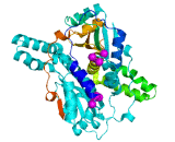 Nitroreductase (NR)