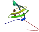 Cytoplasmic Protein NCK1 (NCK1)