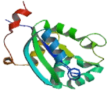 Non Metastatic Cells 2, Protein NM23B Expressed In (NME2)