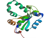 Non Metastatic Cells 4, Protein NM23A Expressed In (NME4)