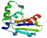 Non Metastatic Cells 6, Protein Expressed In (NME6)