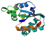 Non Metastatic Cells 7, Protein Expressed In (NME7)