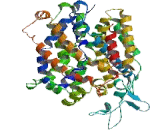 Norepinephrine Transporter (NET)