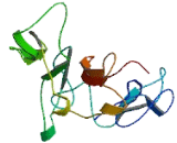 Notch2 N-Terminal Like Protein (NOTCH2NL)