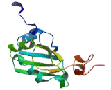 Nuclear Cap Binding Protein Subunit 2 (NCBP2)