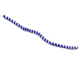 Nuclear Distribution Protein NudE Like Protein 1 (NDEL1)