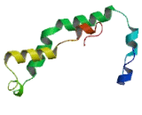 Nuclear Factor I/A (NFIA)