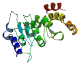 Nuclear Pore Complex Interacting Protein Like Protein 1 (NPIPL1)