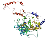 Nuclear Pore Complex Interacting Protein Like Protein 3 (NPIPL3)