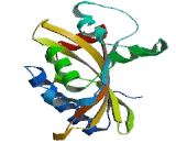 Nuclear RNA Export Factor 1 (NXF1)