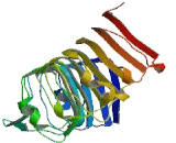 Nuclear RNA Export Factor 4 (NXF4)