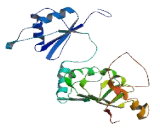 Nuclear RNA Export Factor 5 (NXF5)