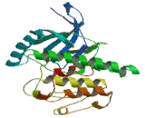 Nuclear Receptor Binding Protein 1 (NRBP1)