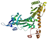 Nuclear Receptor Corepressor 1 (NCOR1)