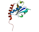 Nuclear Receptor Coactivator 5 (NCOA5)